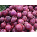 High Quality Fresh Red Onion